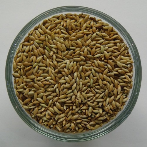 Kanariensaat