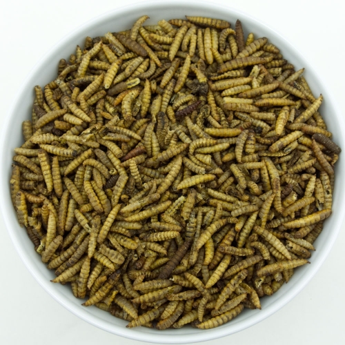 Soldatenfliegenlarven