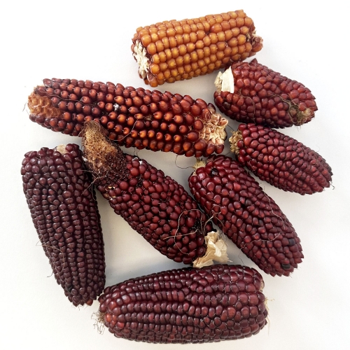 Rote Maiskolben