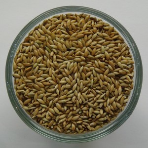 Kanariensaat