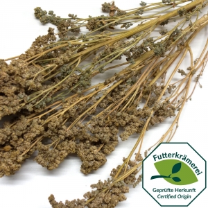 Quinoa in der Rispe