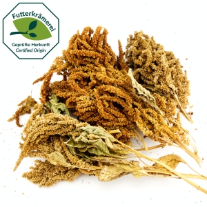 Amaranth in der Rispe