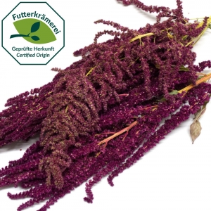 Amaranth in der Rispe