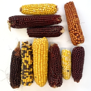 Bunte Maiskolben